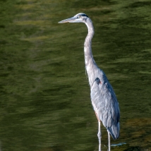 USA: Alabama, Tennessee River Basin, Great Blue Heron at Guntersville Dam