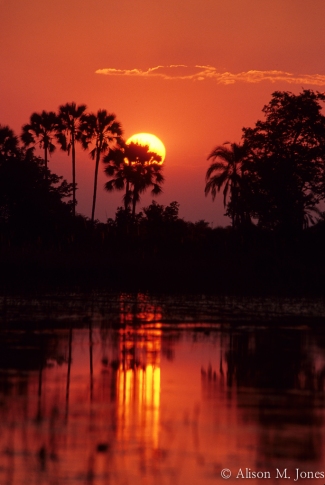 Botswana: Okavango Delta, Moremi Game Reserve, Xigera Camp, sunset.