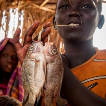 Africa: Kenya; North Rift District, Turkana Land, fishing village of Natarai on Ferguson's Gulf on Lake Turkana, Turkana boy carrying tilapia fish he has caught
