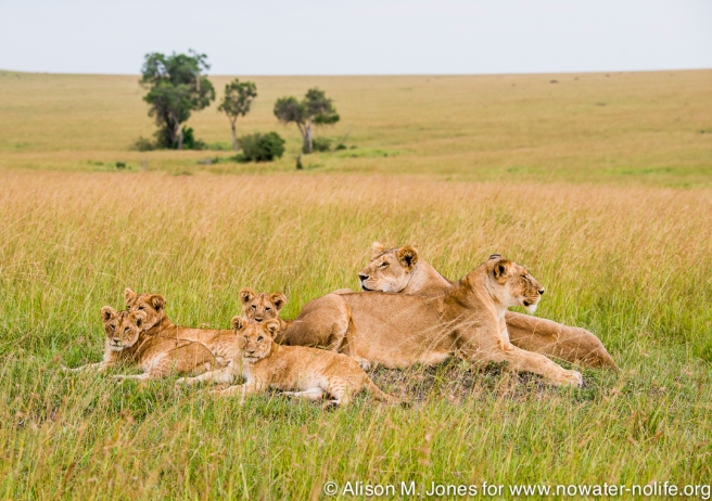 East Africa, Kenya, Mara River Basin, lioness with cubs