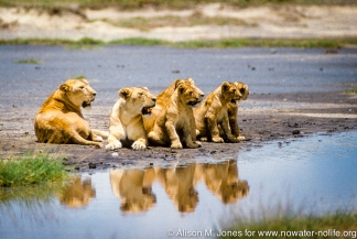Tanzania: Seregenti National Park, Moru Kopjes, two female lions with four-month-old cubs near water hole