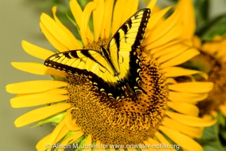 New Jersey: Upper Raritan Basin, Hunterdon County, Tewksbury Township, Mountainville, sunflower ('Helianthus annus') with tiger swallowtail butterfly ('Pterourus glaucus'),