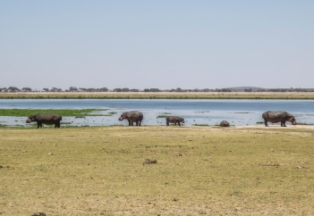 Amboseli Hippo 1.jpg